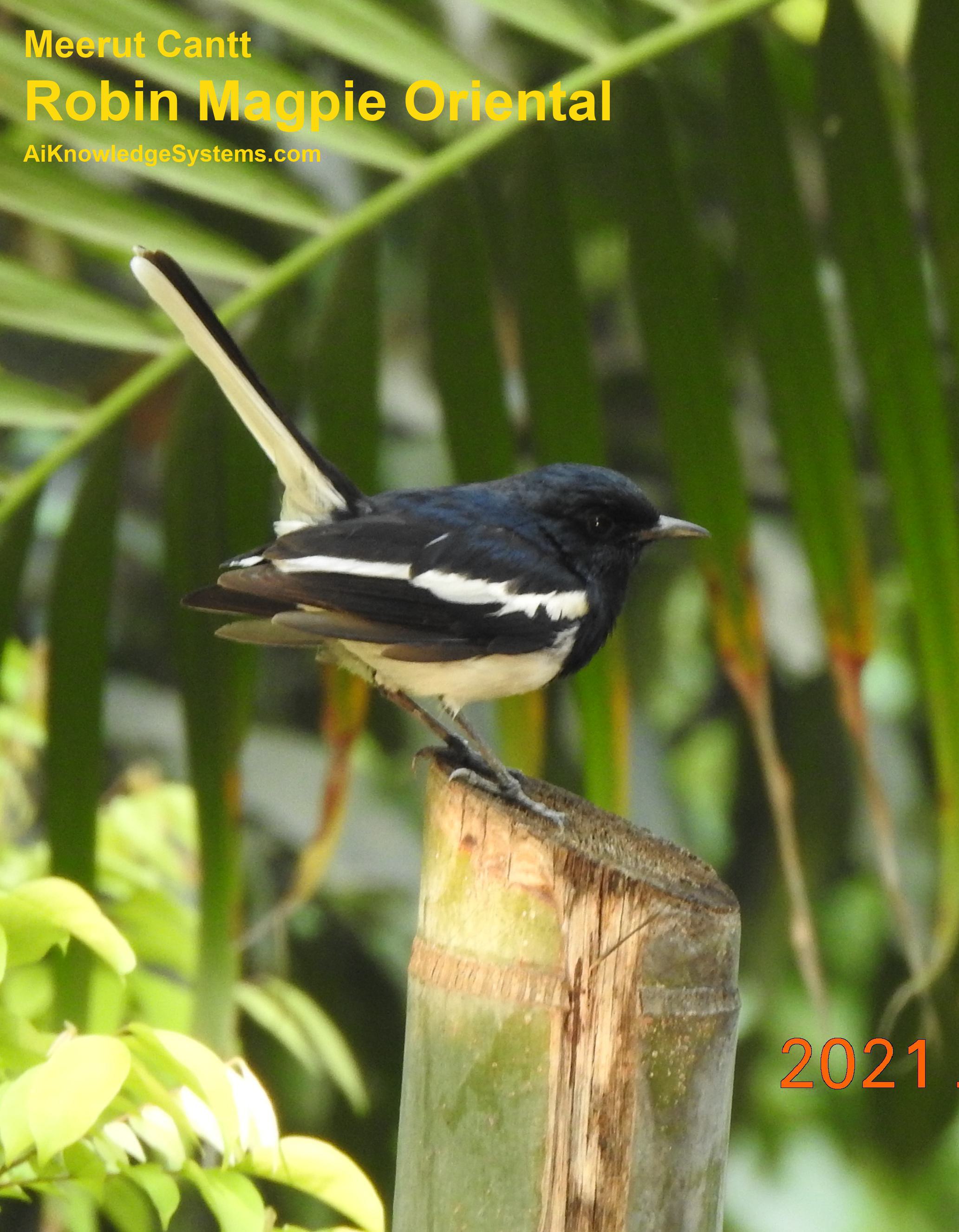 Magpie Robin (47) Coming Soon